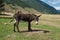 One donkey near caucasus mountains at the end of