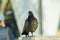 One dove walks looking at the camera, a bird a symbol of love and peace