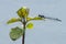 one dragonfly sits on a leaf and rests