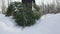 One drags felled fir-tree to home before Christmas Eve and New year. Person walks in the snow. Concept the beginning of