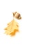 One dried autumn acorn with leaf on over white