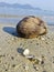 one dried coconut fruit laying by the beach.