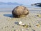 one dried coconut fruit laying by the beach.