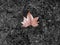 One dry brown leaf of plane tree on the black background of dried herbs, autumn sycamore leaf. Top view.