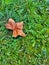 One dry leaf on a beutiful green lawn