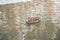 One duck Anas platyrhynchos female swims in the water of an unfrozen winter reservoir