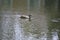 One duck follows the wake of another in a small pond on Amelia Island