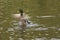 One duck at the water`s - Bassin de la muette Elancourt
