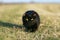 One-eared black cat