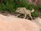 One-eared wolf Canis lupus quickly climbs rock