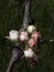 One of the earliest fruit blossom is of the Pear Tree