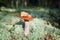 One edible mushroom on green moss in forest close up, boletus edulis, brown cap boletus, cep porcini white fungus with yellow leaf