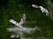 One egret catch fish from the river, the other followed,in dark green background