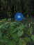 One  electric blue convolvulus