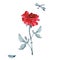 One elegant big red rose with a gray leaves and dragonfly on a white background. Watercolor.