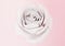 one elegant white rose close up on light pink background