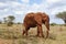 One elephant, Kenya