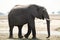 One elephant namibia