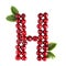 One English letter H Alphabet of ripe cherries. Isolate on white background. Summer, healthy concept