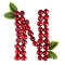 One English letter N Alphabet of ripe cherries. Isolate on white background. Summer, healthy concept