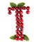 One English letter T Alphabet of ripe cherries. Isolate on white background. Summer, healthy concept