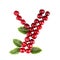One English letter Y Alphabet of ripe cherries. Isolate on white background. Summer, healthy concept