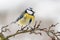 One eurasian blue tit Cyanistes caeruleus in winter season siting on lichen twig