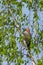 One eurasian jay bird garrulus glandarius hidden in green foli