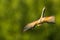 One European bee-eater against a green bokeh