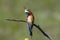 One european bee-eater sits on a branch