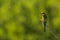 One European bee-eaters against a green bokeh