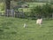 One ewe standing near lamb lying