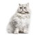 One-eyed blind persian cat, isolated
