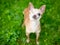 A one eyed Chihuahua dog standing outdoors