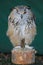 one-eyed eagle owl at a therapy bird show