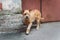 One-eyed ginger dog walking on the asphalt of a yard