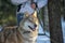 one-eyed gray wolf in a collar on a winter background in a shelter