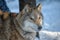 one-eyed gray wolf in a collar on a winter background in a shelter