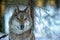 one-eyed gray wolf in a collar on a winter background in a shelter