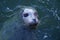 One eyed Harbour Seal, head out of water, waiting for a handout