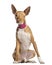 One-eyed Ibizan Hound (2 years old)