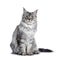 One eyed silver tortie Maine Coon cat on white