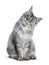 One eyed silver tortie Maine Coon cat on white