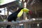 One Eyed Toucan in animal rescue