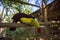 One Eyed Toucan in animal rescue