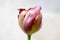 One faded common beautiful spring pink tulip in bloom on light background,