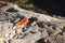 One fall leaf left on rocks in morning light