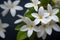This is one of the famous flowers in the world called Jasmine (Jasminum)