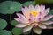 This is one of the famous flowers in the world called Lotus (Nelumbo)