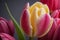 This is one of the famous flowers in the world called Tulip (Tulipa)